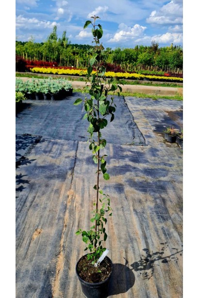 Багрянник японский - 3л/вис.80-100см/Ø20-30см